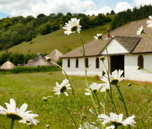 Wild daisies in front of our Roman Villa with the Iron Age enclosure in the background.
