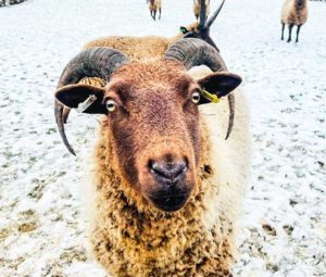 Our Manx Loaghtan sheep in the snow