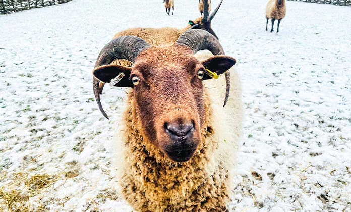 Our Manx Loaghtan sheep in the snow