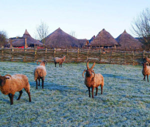 Our rare-breed Manx Loaghtan Sheep in front of the Iron Age enclosure and Roundhouses